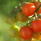 KW 27 Tomaten