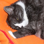 Smilla